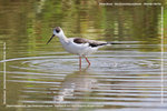 IMG_6983a