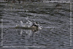 IMG_7619