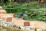 IMG_8920