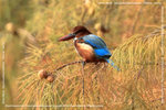 �կ�IMG_9495