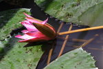 lotus_0002