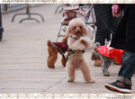 dog_07