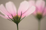 flower_0010