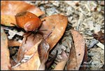 IMG_8705_1
