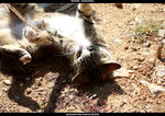 cat_05