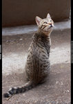 CAT_10