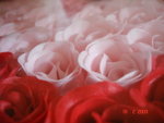 DSC00907-1