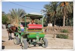 Carriage Ride - Tozeur