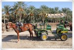 Carriage Ride - Tozeur