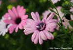fs08_11