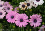 fs08_13