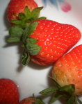 2008_food_01