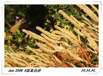 DPP_00134