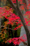 IMG_3506R4ss
