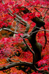 IMG_3507R4ss