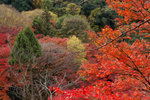 IMG_3536R4ss