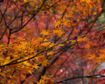 IMG_3544Rss