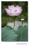 DSC_7342 copy
