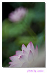 DSC_7352 copy