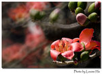 DSC_6204 copy