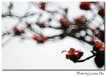 DSC_6280 copy