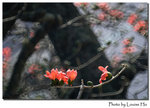 DSC_6290 copy
