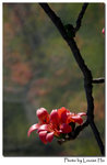 DSC_6293 copy
