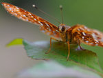 20081214 Butterfly-1