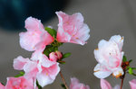 _DSC0428