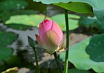DSC_4505