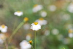 �s�ͩR (�ǦW �GBidens pilosa)