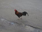 IMG_0986