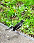 DSC_1934s