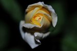 DSC_1988