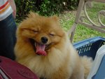 Haboo 02