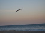 Huntington Beach-seagull at sunset