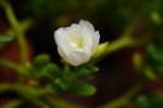 IMG_0632