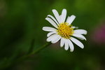 IMG_0642