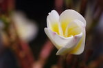 IMG_0652