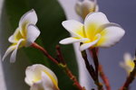IMG_0653
