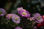 IMG_3632-O