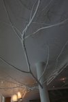 IMG_7375