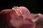 IMG_6086