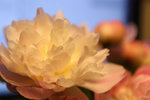 IMG_8177