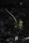 IMG_6680