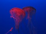 Beasy-red jellyfish