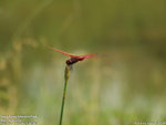 DSCF0278a2_resize_wt