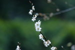 _MG_3631