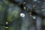 _MG_3643