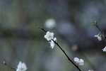 _MG_3646